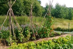 img_20200725_175859491